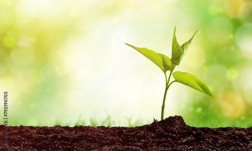 Poster Young green fresh plant growing in soil