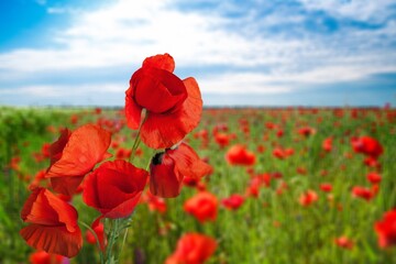 Fototapeta premium fresh red Poppy flowers field,