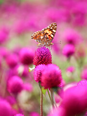 Vanessa cardui is the most widespread of all butterfly species. the painted lady butterfly on purple globe amaranth flower in the garden, colorful background. Beauty in nature  © Helza