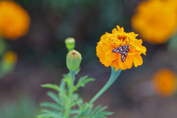 Obraz premium Amata huebneri, the wasp moth, is a moth in the genus Amata of the family Erebidae. Wasp moth on orange flower. Beauty in nature. Macro photography 