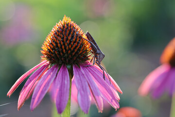 Acanthocephala terminalis is a species of leaf-footed bug in the family Coreidae. Acanthocephala terminalis on a pink flower in nature. Walang sangit
