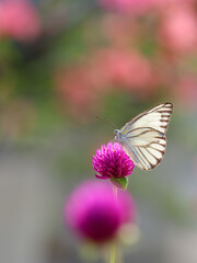 The butterfly or called in Latin Appias Libythea is perched on a purple globe amaranth flower, white and striped on its wings. Natural background. Beauty in nature
