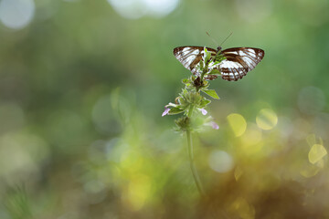 Pallas' sailer or common glider butterfly, Neptis sappho, guarding its territory. Natural background, bokeh background
