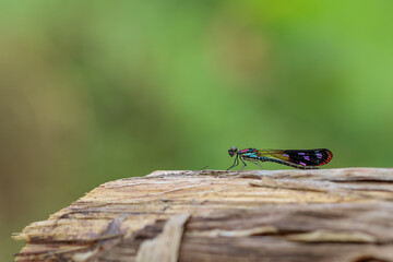 A beautiful and colorful damselfly Heliocypha fenestrata perches on a bark, natural bokeh background
