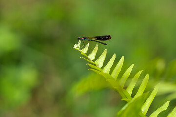 A beautiful and colorful damselfly Heliocypha fenestrata perches on a green leaf, natural bokeh background
