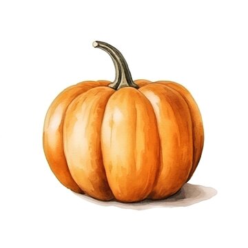 Pumpkin isolated on white background. Hand drawn watercolor illustration