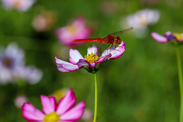 Red Dragonfly sitting on on a pink flower with blurred background. Natural background, animal closeup, side view, cosmos flowers in the garden