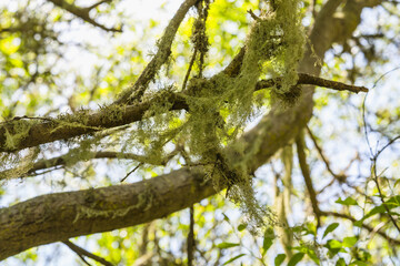 Spanish moss drapes over tree branches in a dense forest, with sunlight filtering through the foliage. - 792195331