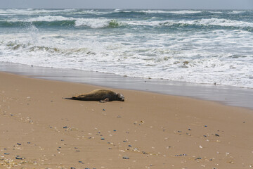 Seal lying on a sandy beach with ocean waves in the background. - 792195354