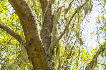 Tree with Spanish moss in a lush green forest on a sunny day. - 792195361