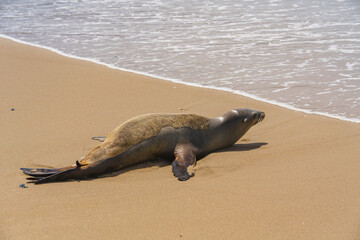 Seal stretching on a sandy beach with waves crashing on the shoreline.