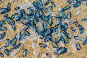 Hundreds of blue jellyfish litter the sandy beach, stretching toward the distant waves. - 792195502