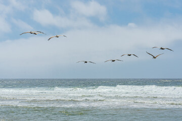 Pelicans soaring above the ocean waves on a sunny day. - 792195506
