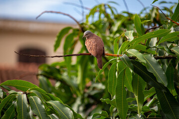 Aves columbina ou pomba rolinha. Brasil	