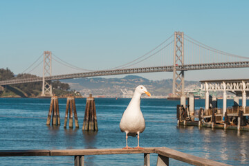 Seagull perched on a railing with the Bay Bridge and blue waters in the background. - 792201323