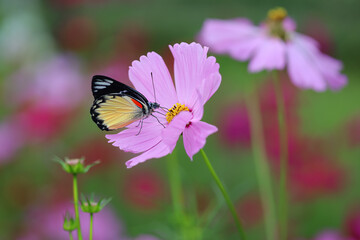 Jezebels butterfly on a pink flower in the garden. Cosmos flowers garden, natural background