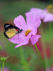 Jezebels butterfly on a pink flower in the garden. Cosmos flowers garden, natural background