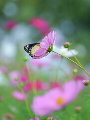 Jezebels butterfly on a pink flower in the garden. Cosmos flowers garden, natural background