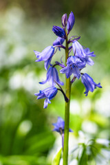 Bluebell, Hyacinthoides non-scripta in forest at spring time