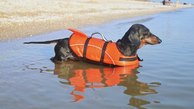 Puppy wearing inflatable life jacket looks at sea water on summer beach. Adorable animal stands in water near beach ready to swim in ocean