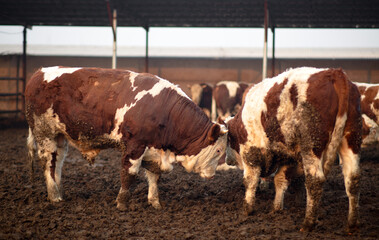 Cattle on a beef farm