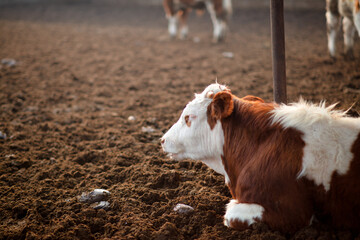 A farmed cow at a cattle farm