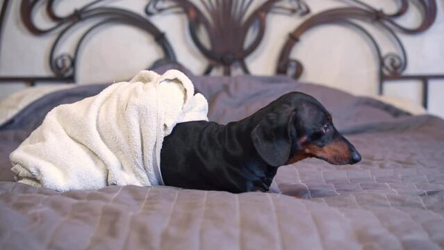 Funny cute little dachshund wrapped in terry towel climbs on owner double bed and falls asleep. Small family pet happily lies on blanket at home