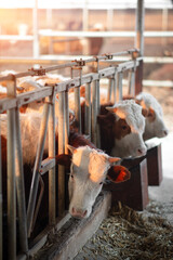 A beef cow being farmed in a barn