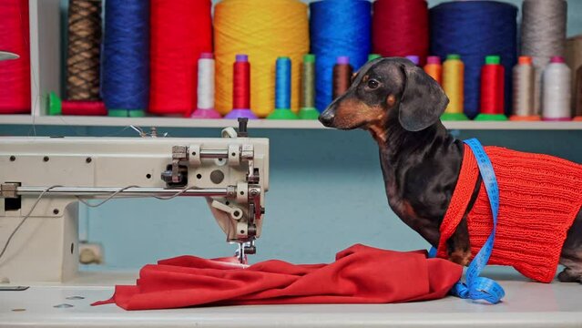 Dachshund occupies table in sewing workshop serving as faithful companion to owner. Delightful doggy tries on suit during production
