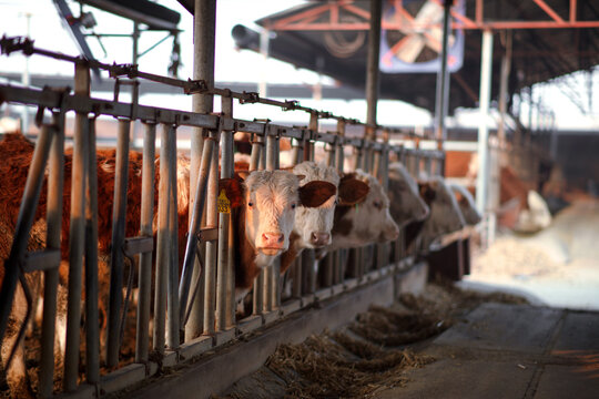 Cattle on a large-scale cattle farm are in their stalls