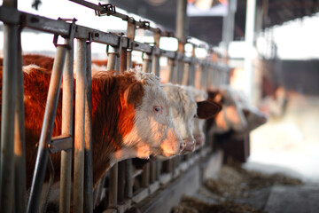 Cattle on a large-scale cattle farm are in their stalls
