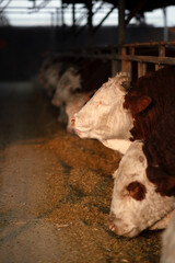 Cattle are eating feed in the stall on a cattle farm