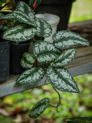 Scindapsus Pictus Exotica, Pothos Silver is an evergreen climbing plant in the family Araceae....