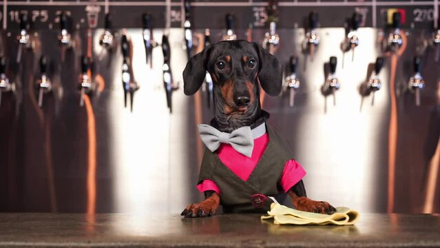 Dachshund dog stands by bar counter dressed in costume and tie. Funny dog bartender ready to perform orders of customers in restaurant