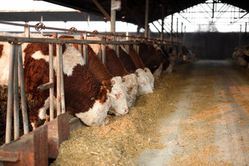 The cattle on the cattle farm are eating feed