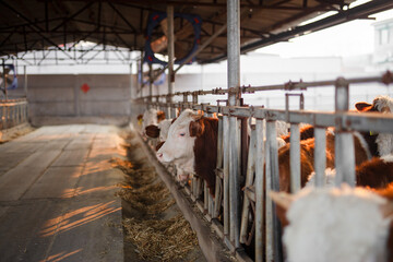 Cattle in a cattle farm
