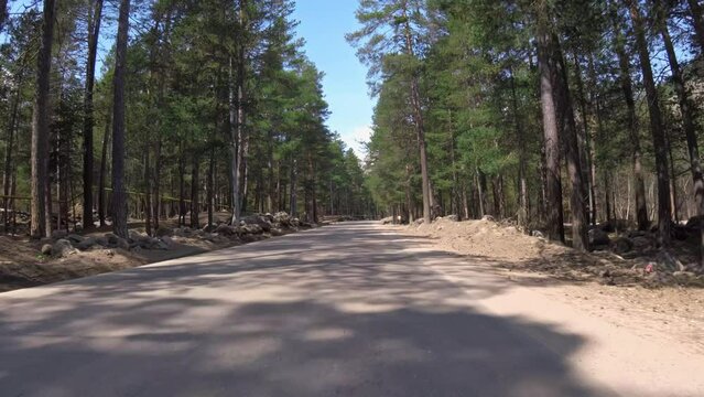 Car navigates along forest road with tall pines filling roadside. Dense forest casts shadows on asphalt road creating picturesque scene