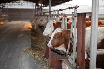 Cattle on a beef farm