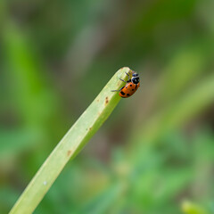ladybug on green leaf
