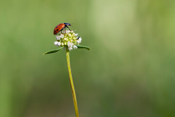 ladybug on flower