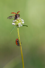 lady bug on a flower
