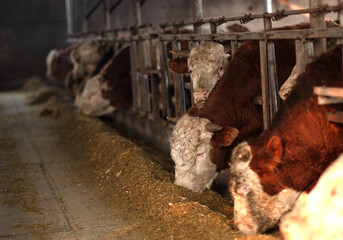 Cattle on a modern cattle farm
