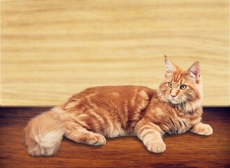 cute young dometic cat posing