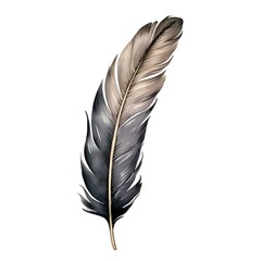 feather of a bird on a white background, watercolor illustration