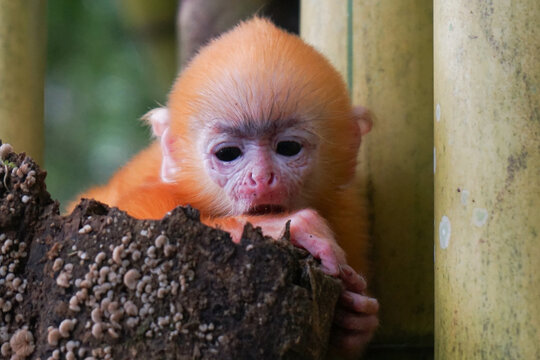 close up of Juvenile Silvery Lutung aka Trachypithecus Cristatus with beautiful silver hair and yellow bamboo in the background