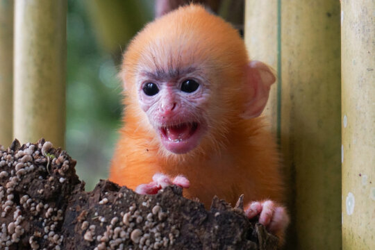 close up of Juvenile Silvery Lutung aka Trachypithecus Cristatus with beautiful silver hair and yellow bamboo in the background