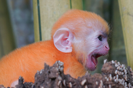 close up of Juvenile Silvery Lutung aka Trachypithecus Cristatus with beautiful silver hair and yellow bamboo in the background