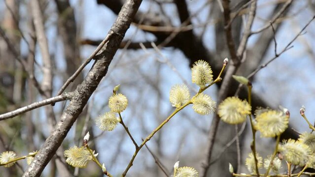 blooming willow catkins on a bush branch swaying in a light spring breeze
