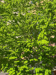 background of leaves