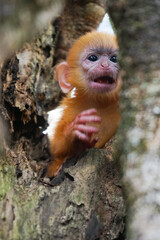 view of Juvenile Silvery Lutung aka Trachypithecus Cristatus with beautiful silver hair on the hollow of tree